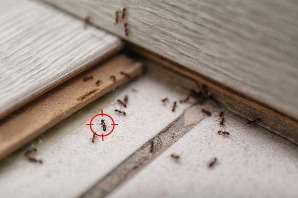 Best Wildlife Control Services  in Loyola, CA